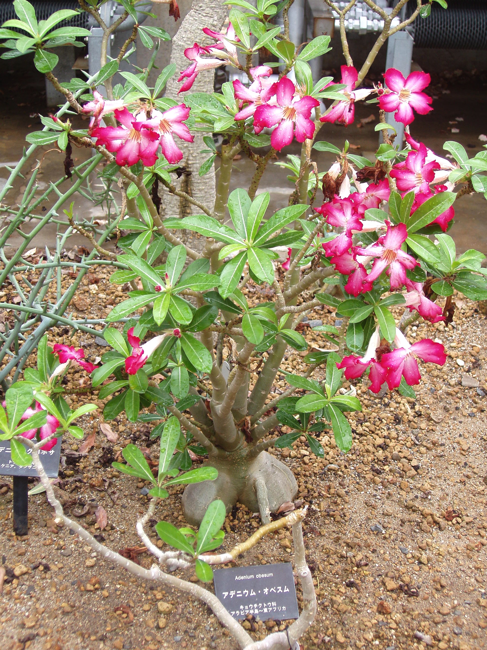 Adenium obesum